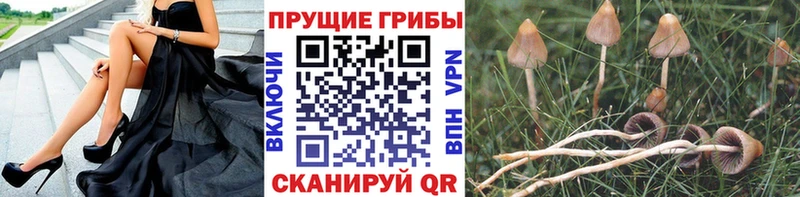 продажа наркотиков  Нижняя Тура  Псилоцибиновые грибы ЛСД 